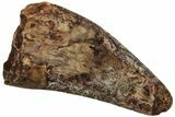 Fossil Phytosaur Tooth - New Mexico #219483-1